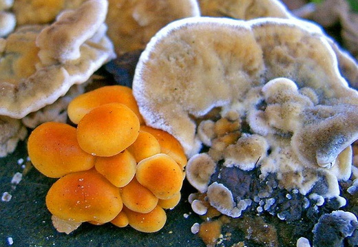 Foto des Monats Januar 2007 afr