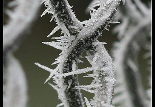 bild des monats 2009 12 uroh