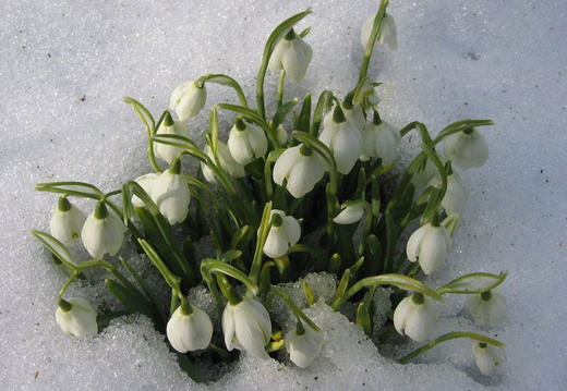 bild des monats 2010 03 bjoh