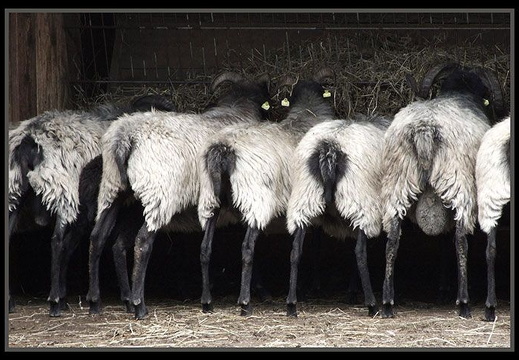 bild des monats 2010 01 afri