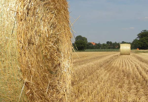 bild des monats 2010 08gwag