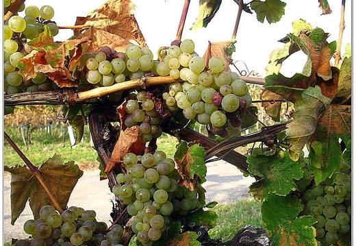 bild des monats 2010 10 gsch