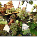 bild des monats 2010 10 gsch