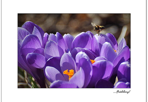 bild des monats 2011 04 skro