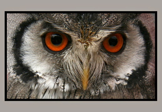 bild des monats 2011 06 uroh