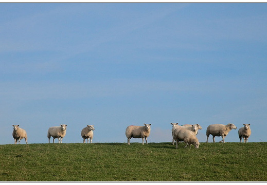 bild des monats 2011 05 sabe