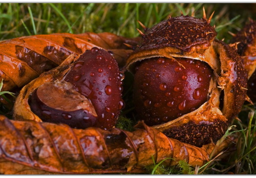 bild des monats 2011 10 gwun