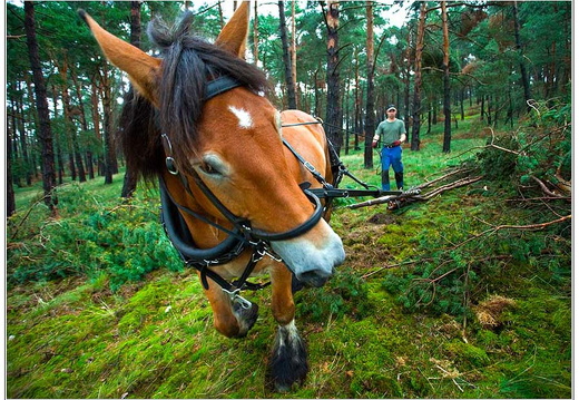 bild des monats 2012 06 gschw