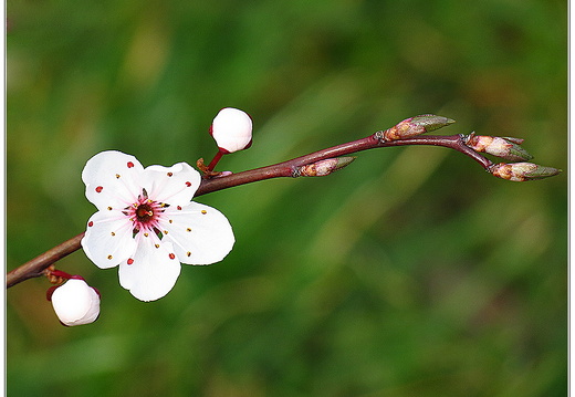 bild des monats 2014 05 gzim