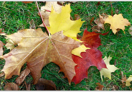 bild des monats 2014 11 bhas