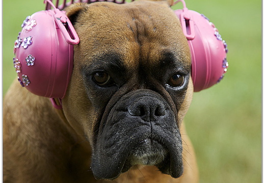 bild des monats 2015 03 gschw