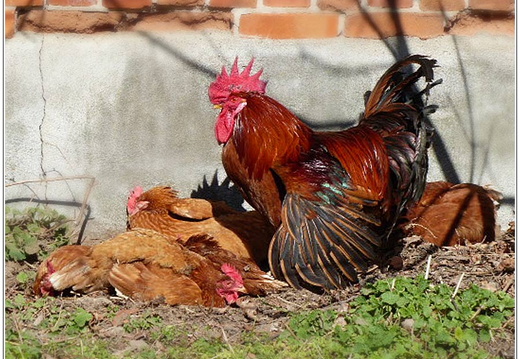 bild des monats 2015 05gschm~0