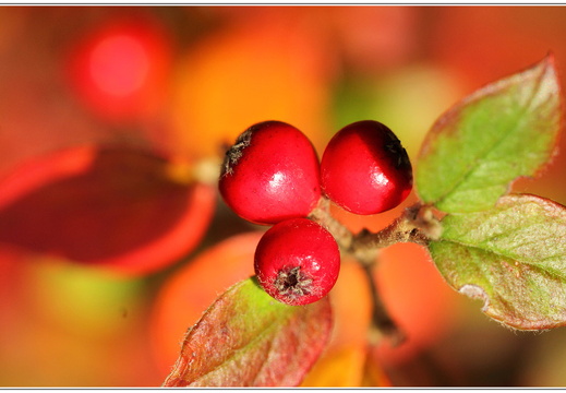 bild des monats 2016 11 afri