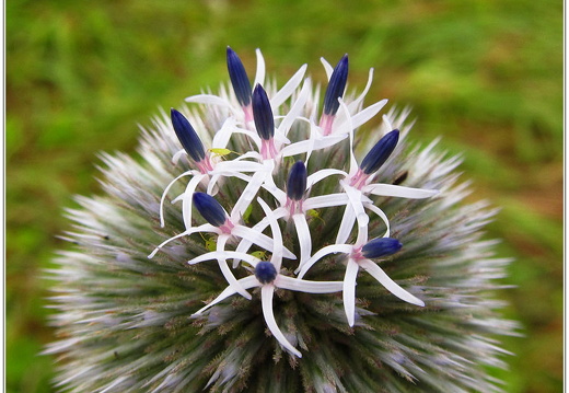 bild des monats 2016 12 gzim