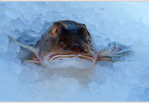 bild des monats 2017 03 abau