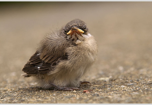 bild des monats 2017 06 gwun