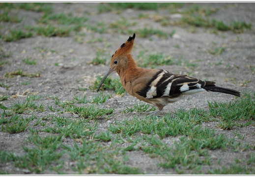 bild des monats 2018 03 igru