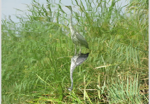 bild des monats 2019 09gzim