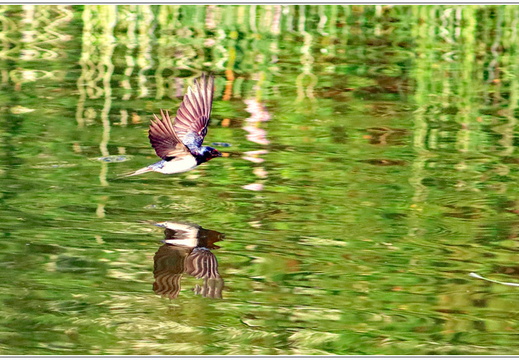 bild des monats 2020 07 mrda