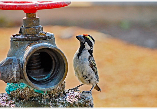 bild des monats 2020 08 igru