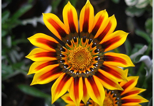 bild des monats 2021 04