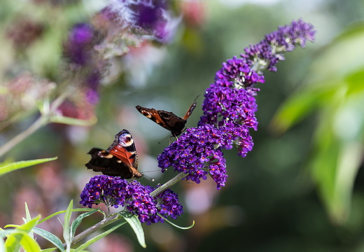 wloh Schmetterlinge nach Bearb