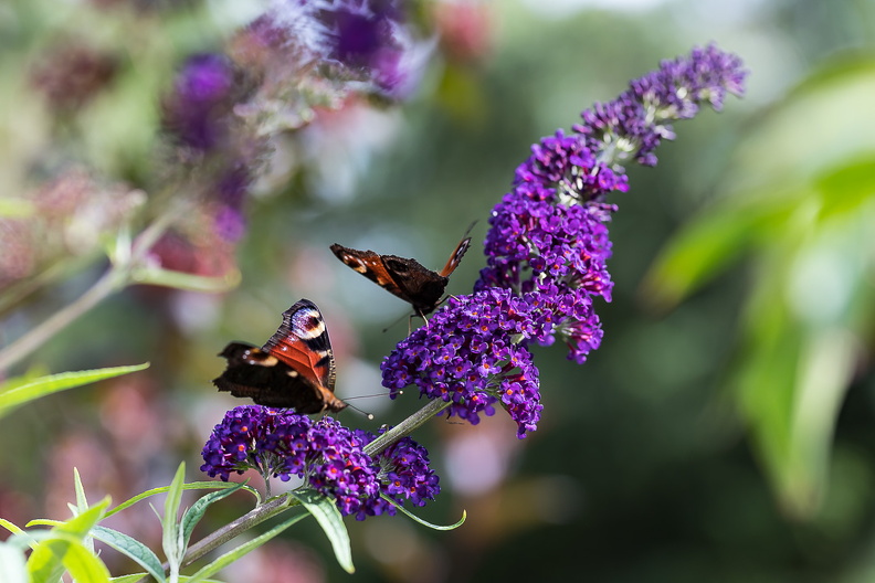 wloh_Schmetterlinge nach Bearb.jpg