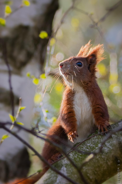 Wachsames Eichhörnchen