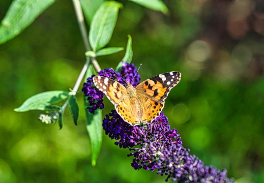 Schmetterlinge 2021 08 05 0644