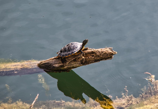 Schwarzwald 2022 2022 04 15 1346