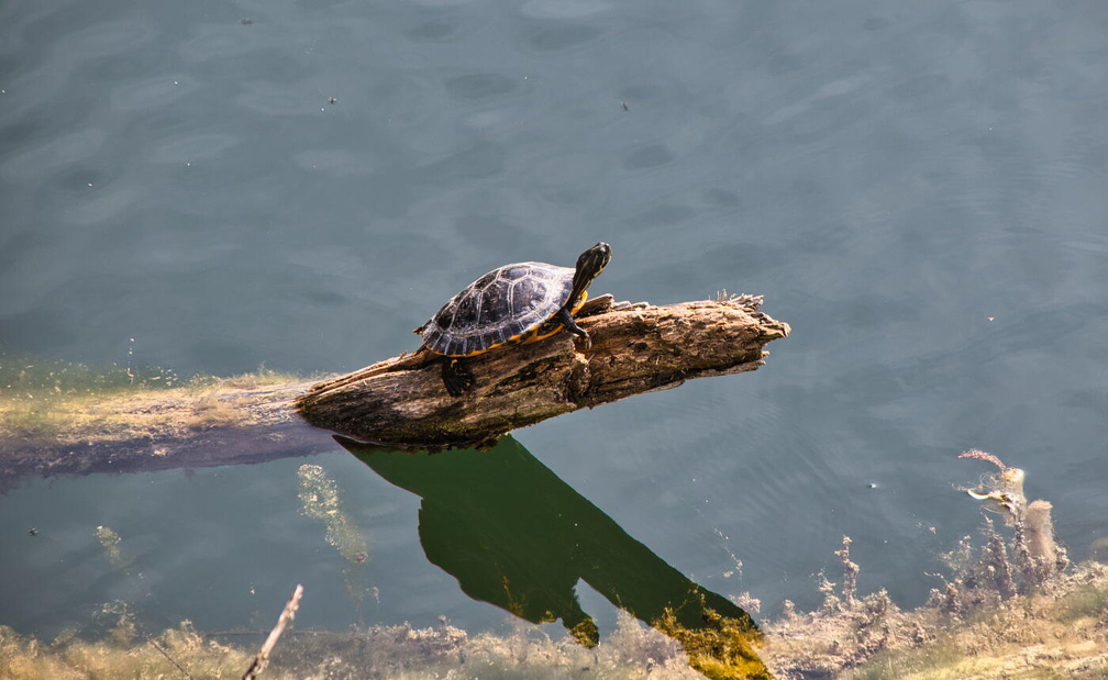 Schwarzwald 2022 2022 04 15 1346