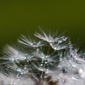 funkelnde Pusteblume