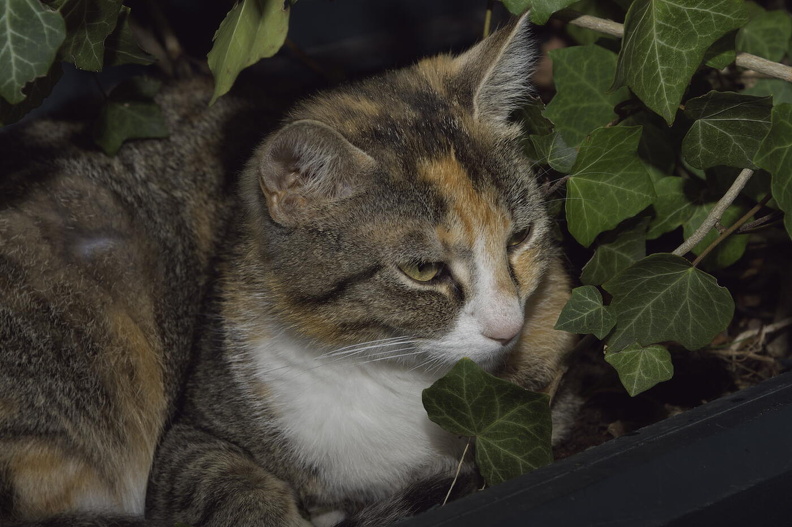 _DSC6671   8,0  125  70  200.jpg