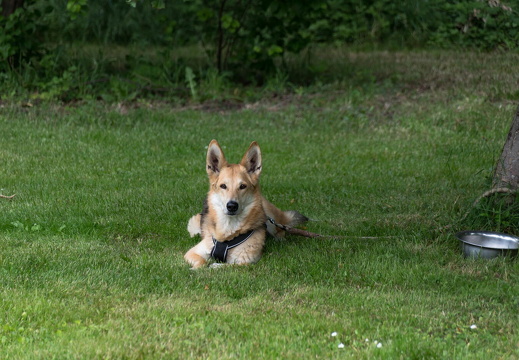 wloh Barockgarten Künsche 2022 2022 06 17 1945