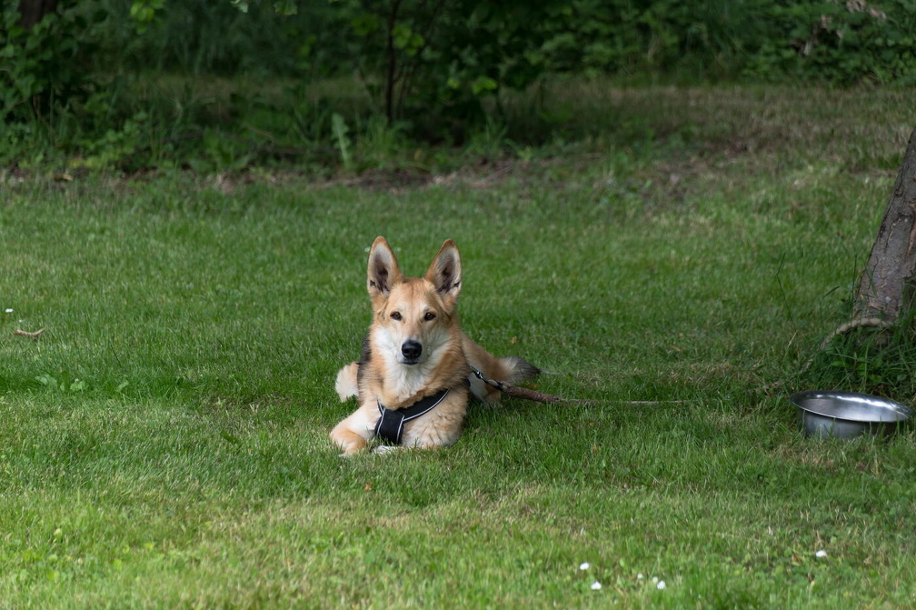 wloh Barockgarten Künsche 2022 2022 06 17 1945