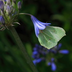 Auswahl für das Juli-Monatsfoto (4/5)