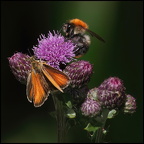 Auswahl für das Juli-Monatsfoto (3/5)