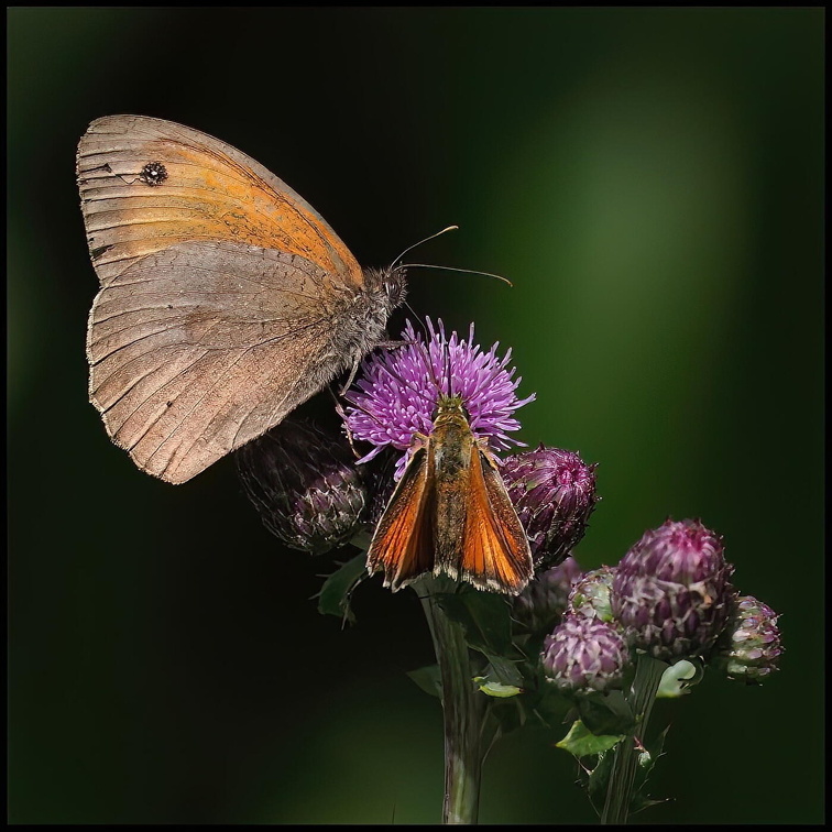 Auswahl für das Juli-Monatsfoto (2/5)