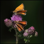 Auswahl für das Juli-Monatsfoto (1/5)