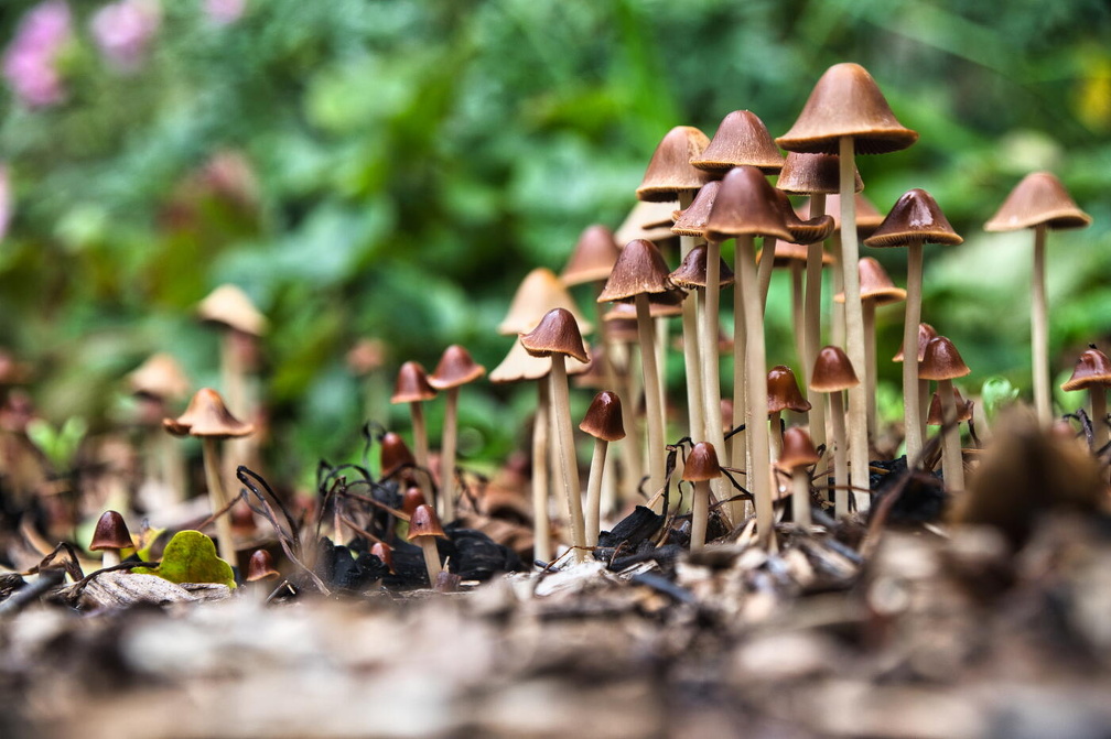 Pilzgruppe aus Bodennähe aufgenommen