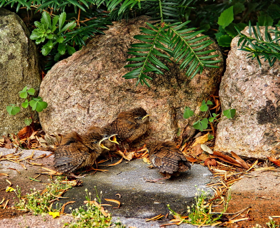 Zaunkönige auf erster Erkundung 