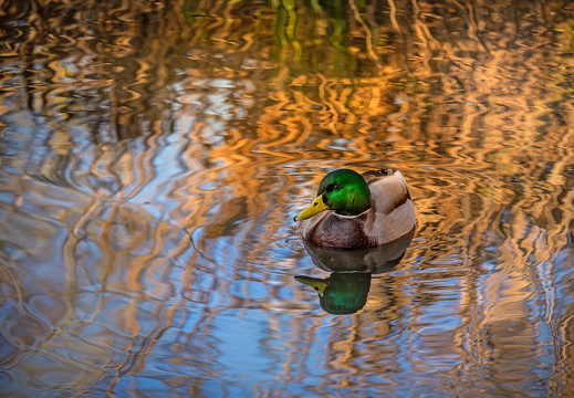 Auswahl Foto des Monats Januar
