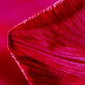 Tulpe B3120072