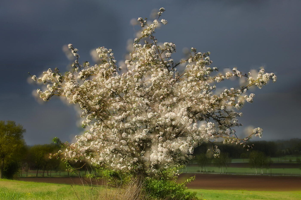 Apfelbaum in voller Blütenpracht