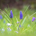 Frühling lässt sein blaues Band.....