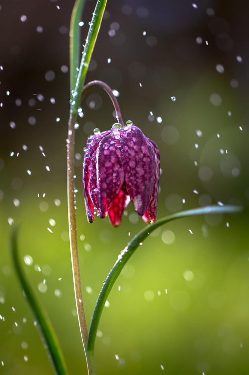 Auswahlbild Foto des Monats Juni