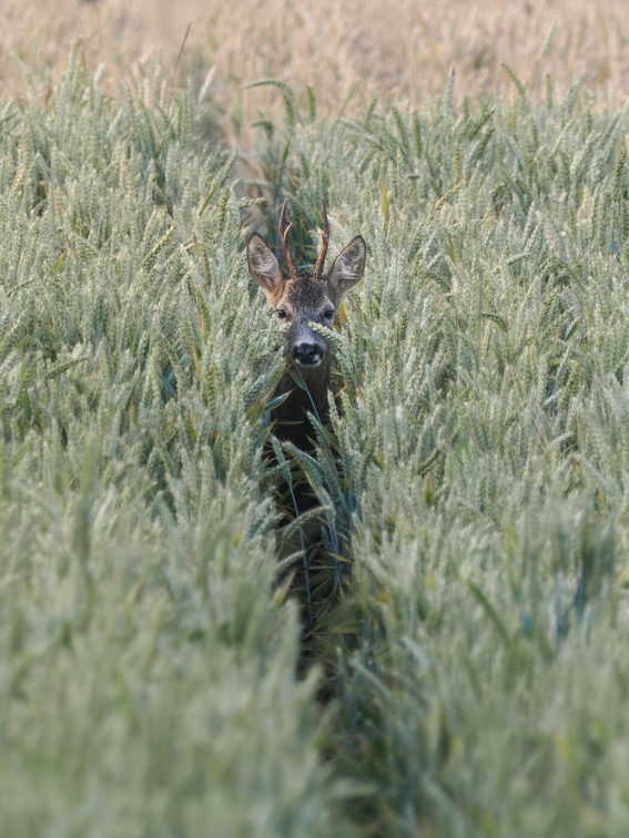 Auswahlbilder Foto des Monats Juli (2/5)