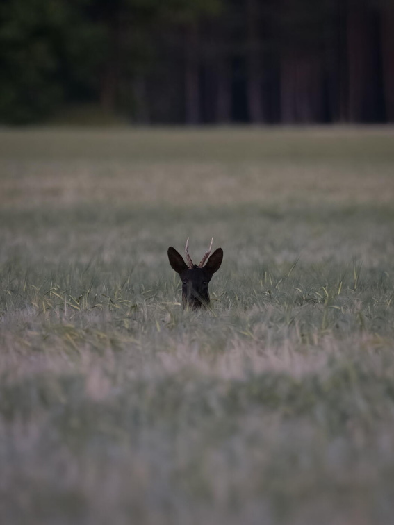 Auswahlbilder Foto des Monats Juli (4/5)