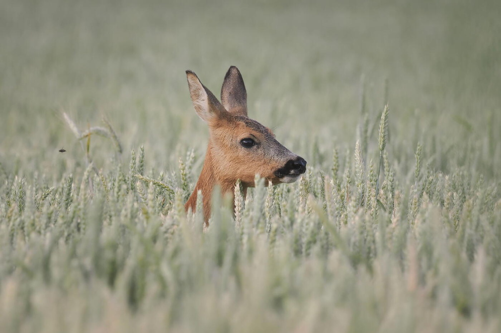 Auswahlbilder Foto des Monats Juli (5/5)