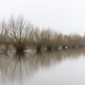 Stille
